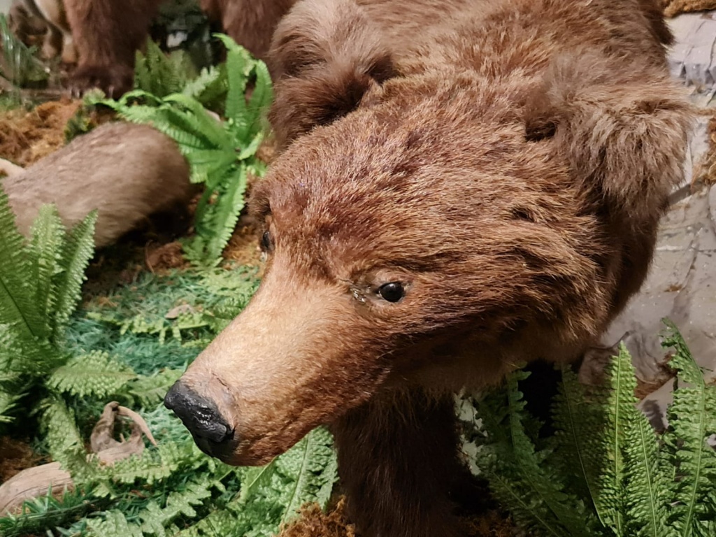 На Алтае проснулись первые медведи