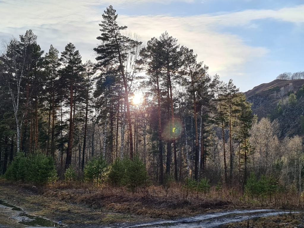 Восстановление леса в Алтайском крае
