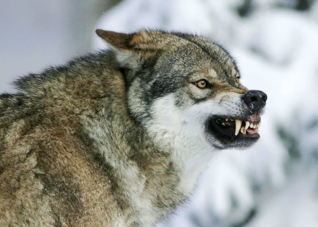 Алтайский волк.png