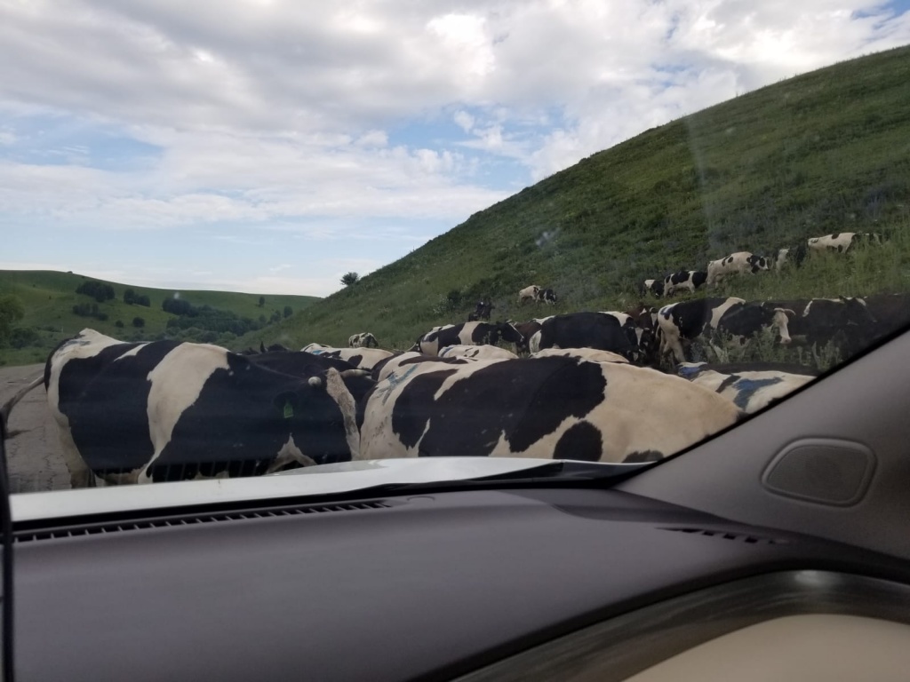 Коровы на дорогах Алтая_2.jpeg