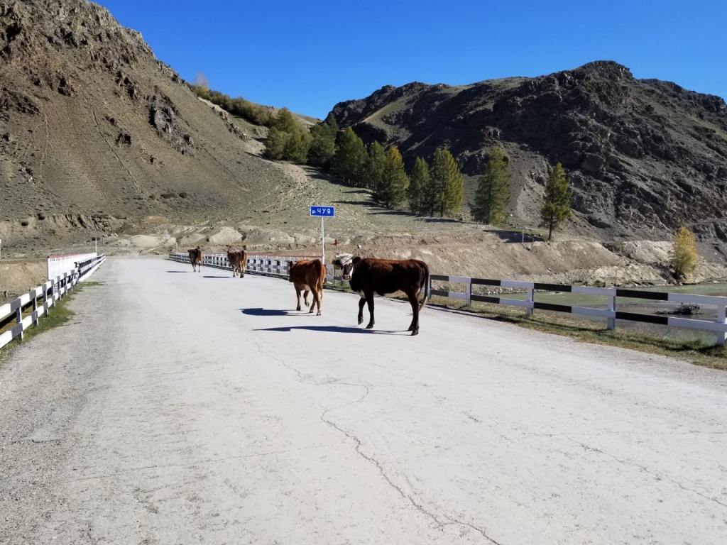 Коровы на дорогах Алтая.jpeg