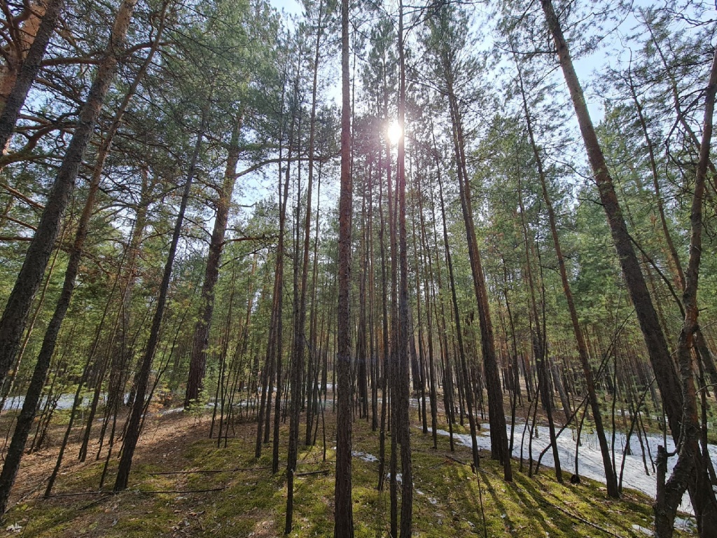 Лес в Алтайском крае.jpg